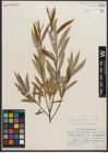 Foto von Salix petiolaris Sm.
